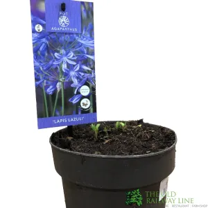 Agapanthus 'Lapis Lazuli' 2Ltr Pot