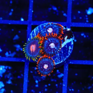 Fire and Ice Combo Zoanthids Coral