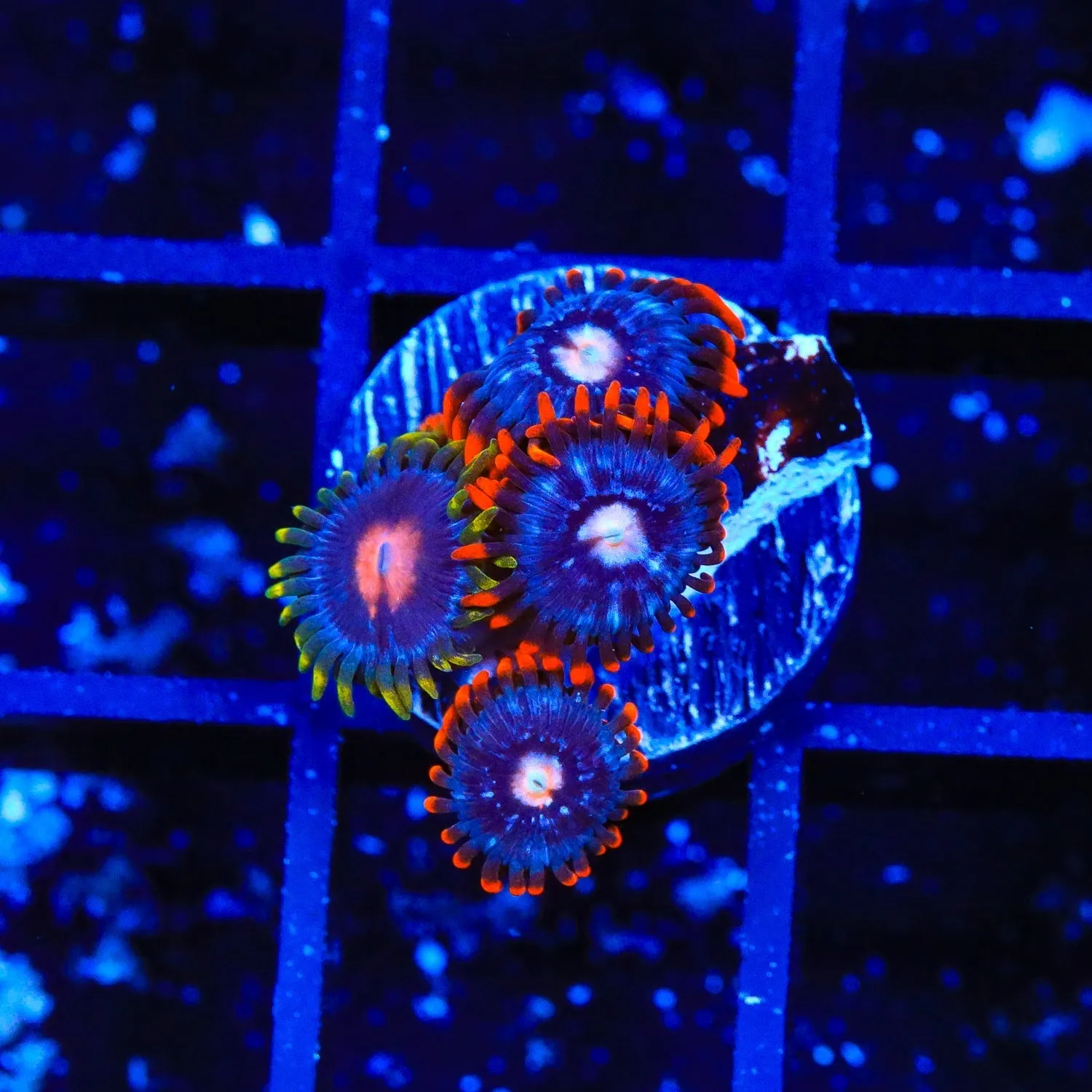 Fire and Ice Combo Zoanthids Coral