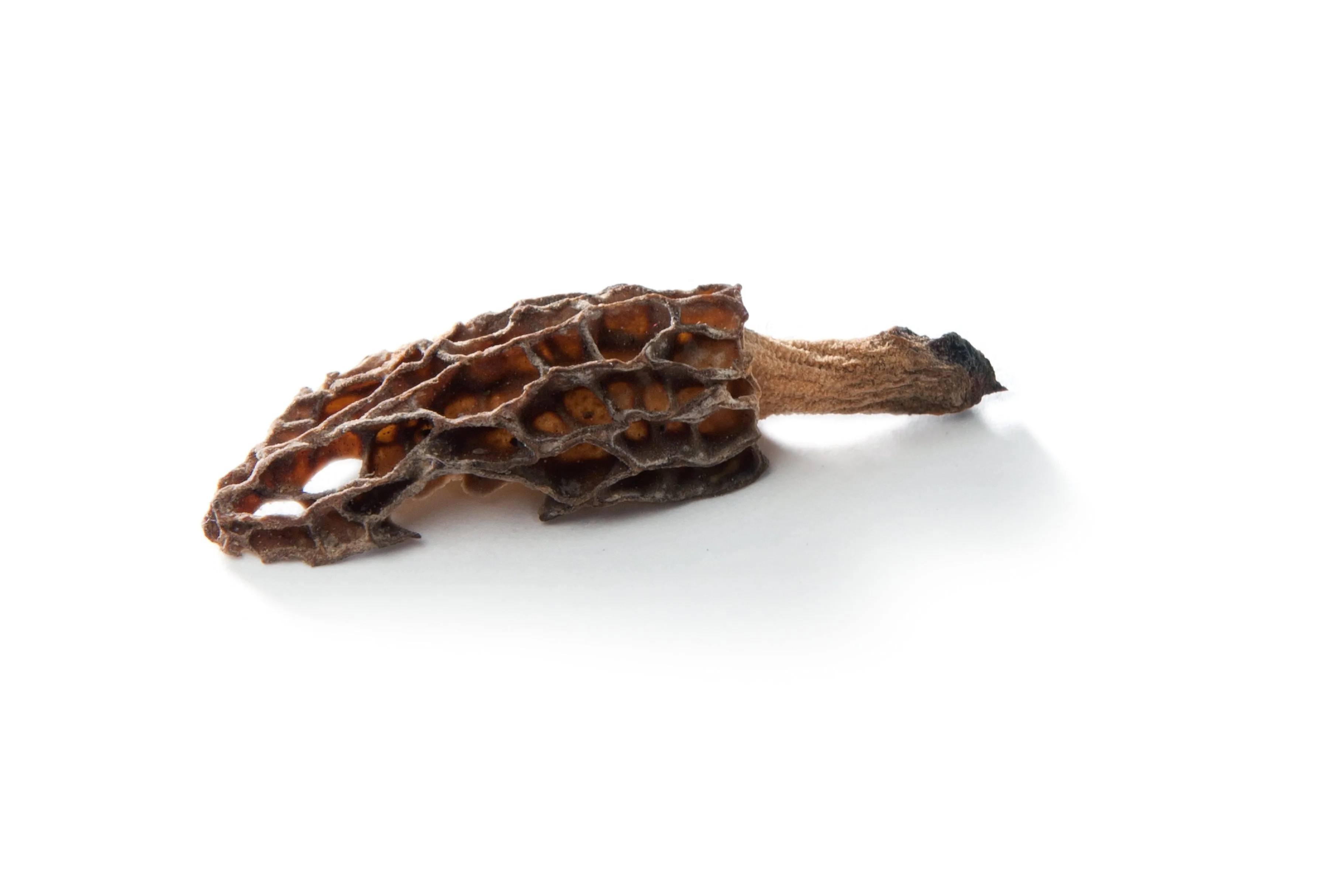 Morel Statement Cuff