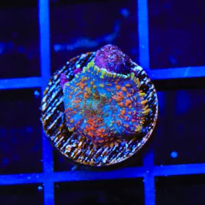 TSA Blue Wave Rhodactis Mushroom Coral