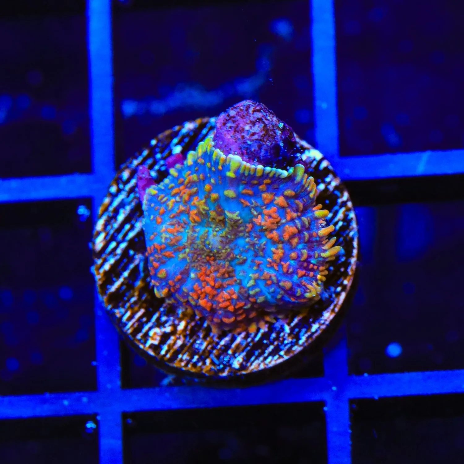 TSA Blue Wave Rhodactis Mushroom Coral